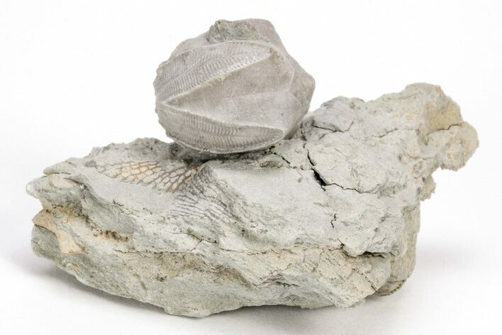 Blastoid (Pentremites) Fossil - Illinois #204706